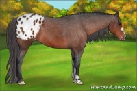 Horse Color:Brown Blanket 