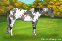 Horse Color:White Spotted Black