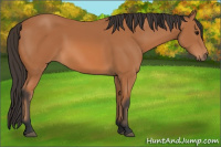 Horse Color:Bay 