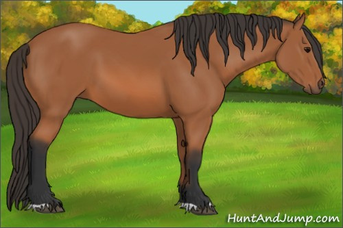 Horse Color: Bay 