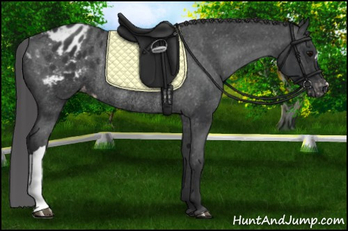 Horse Color: Black Blanket Rabicano 