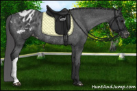 Horse Color:Black Appaloosa Rabicano 