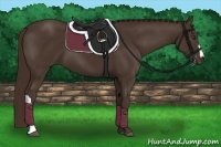 Horse Color:Liver Chestnut 