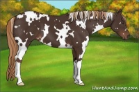 Horse Color:White Spotted Liver Chestnut