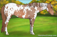 Horse Color:White Spotted Liver Chestnut Appaloosa 