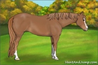 Horse Color:Chestnut Sabino 