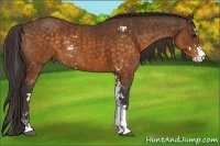 Horse Color:Buckskin Sabino Rabicano  Brindle