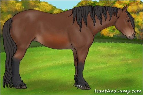 Horse Color: Bay 