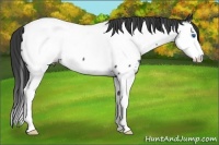 Horse Color:Blue Roan Splash Near Fewspot 