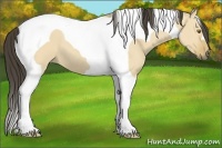 Horse Color:Buckskin Dun Tobiano 