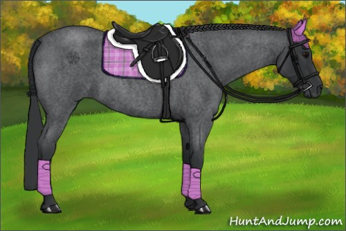 Horse Color:Blue Roan