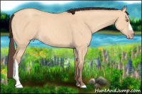 Horse Color:Amber Champagne Dun 