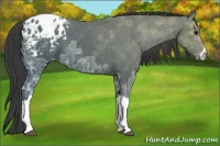 Horse Color:Black Ice Appaloosa 