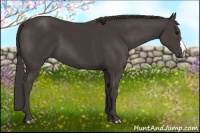 Horse Color:Smoky Black