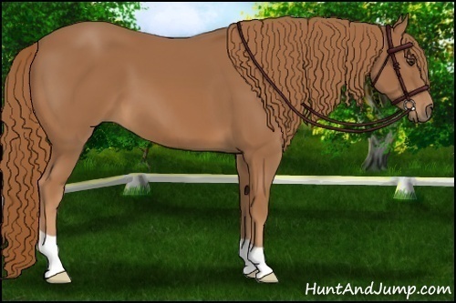 Horse Color: Chestnut 