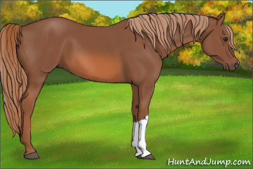 Horse Color: Chestnut 