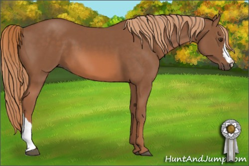Horse Color: Chestnut 