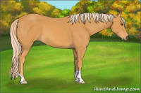 Horse Color:Palomino 