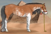 Horse Color:Bay Sabino 