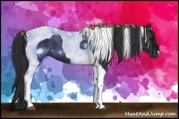 Horse Color:Black Tobiano 