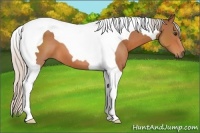 Horse Color:Silver Bay Tobiano