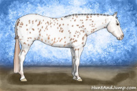 Horse Color:Red Roan Appaloosa