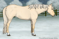 Horse Color:Palomino Roan Dun 
