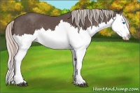 Horse Color:Silver Black Splash 