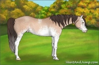 Horse Color:White Spotted Sable Champagne 