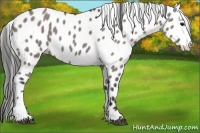 Horse Color:Grullo Appaloosa 