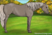 Horse Color:Silver Grullo 