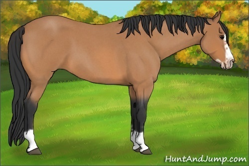 Horse Color:Bay Roan Splash Frame