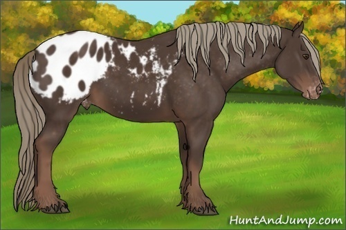Horse Color: Liver Chestnut Mushroom Sabino Blanket Rabicano 