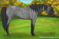 Horse Color:Bay Roan 