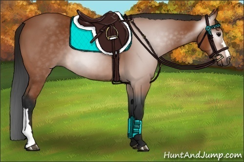 Horse Color:Gray Bay 