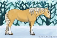 Horse Color:Gray Palomino 