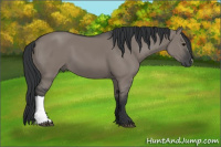 Horse Color:Brown Dun 