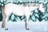 Horse Color:Gray White Spotted Chestnut 