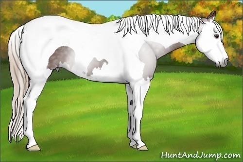 Horse Color:Gray Chestnut Splash Tobiano 