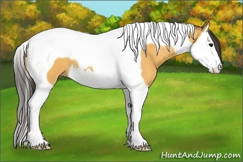 Horse Color:Buckskin Splash Tobiano 