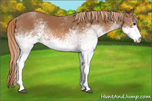 Horse Color: White Spotted Chestnut 