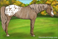 Horse Color:Chocolate Palomino Blanket Rabicano 