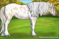 Horse Color:Gray Silver Amber Cream Champagne Roan Dun Splash Tobiano Frame Appaloosa Rabicano 