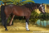 Horse Color:Gray Bay 