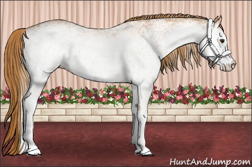 Horse Color: White Spotted Chestnut 