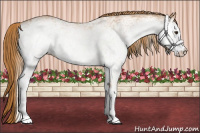 Horse Color:White Spotted Chestnut 