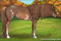 Horse Color:White Spotted Chestnut Sabino 