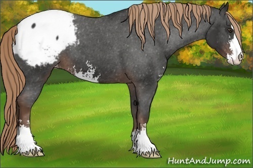Horse Color: Liver Chestnut Sabino Snowcap 