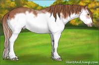 Horse Color:White Spotted Liver Chestnut Splash Frame 