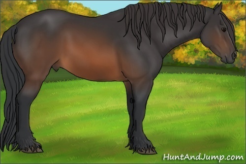 Horse Color: Brown Sabino 